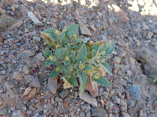 reflexed blazingstar (Mentzelia reflexa)