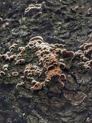 Schizophyllum commune