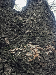 Schizophyllum commune