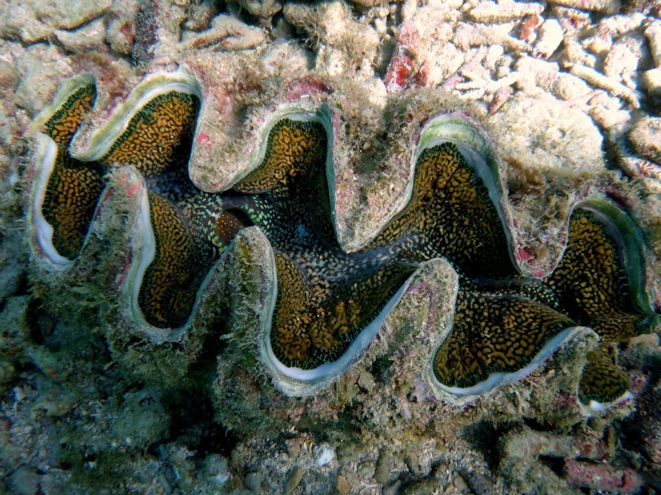 Noah’s Giant Clam
