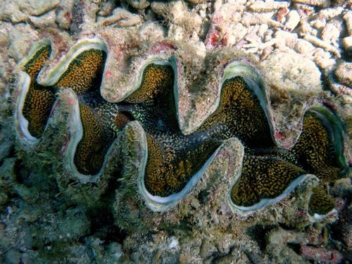 Noah’s Giant Clam
