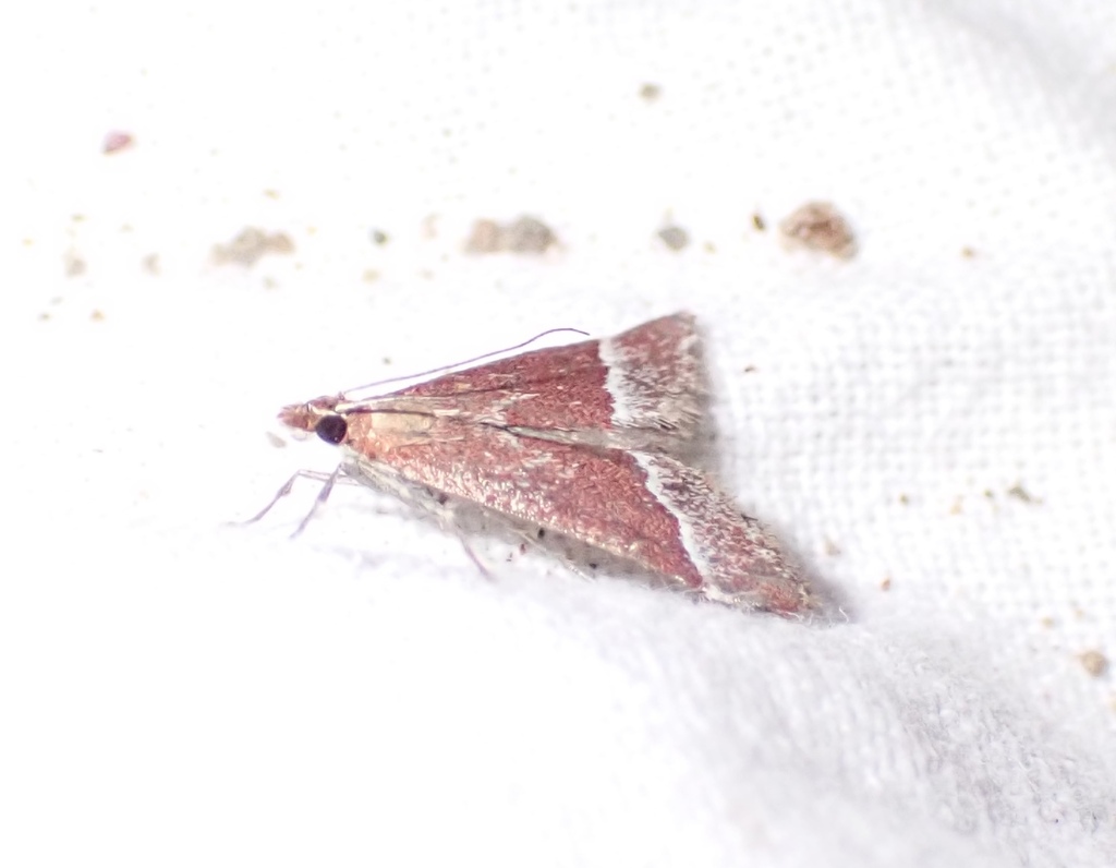 Lethal Pyrausta