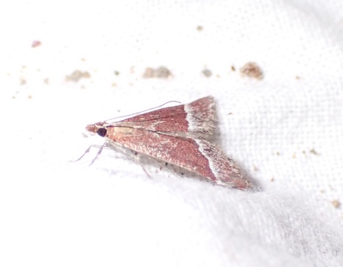 Lethal Pyrausta