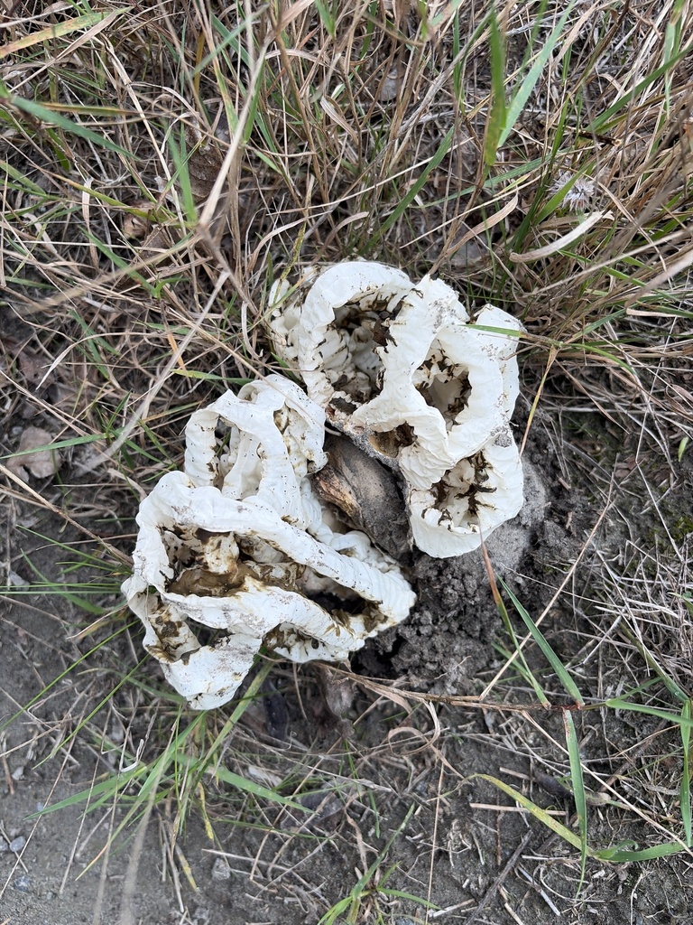 Ileodictyon cibarium · April 2026 · photo: © phytomine (iNaturalist, cc0)