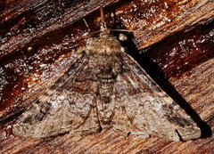 Metria bilineata