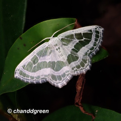 Pseudeuchlora kafebera