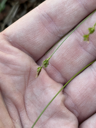 White-tinged Sedge (Carex albicans)