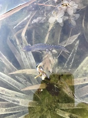 Ichthyosaura alpestris alpestris