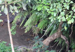 Halcyon cyanoventris