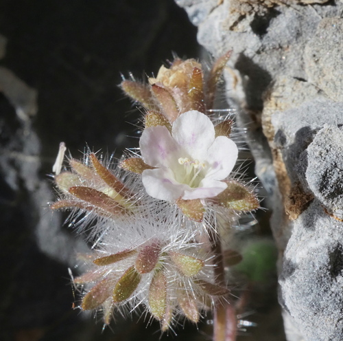 Hiddenflower Phacelia (Phacelia cryptantha)