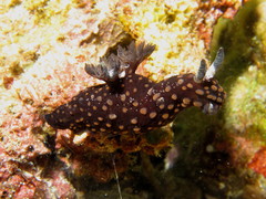 Nembrotha