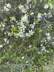 Prunus rivularis
