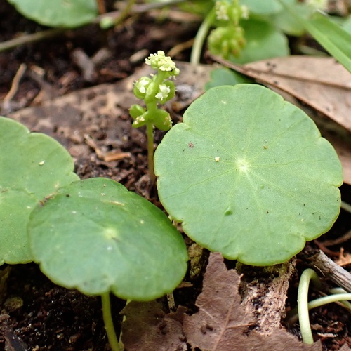 Whorled Marshpennywort (Hydrocotyle verticillata)