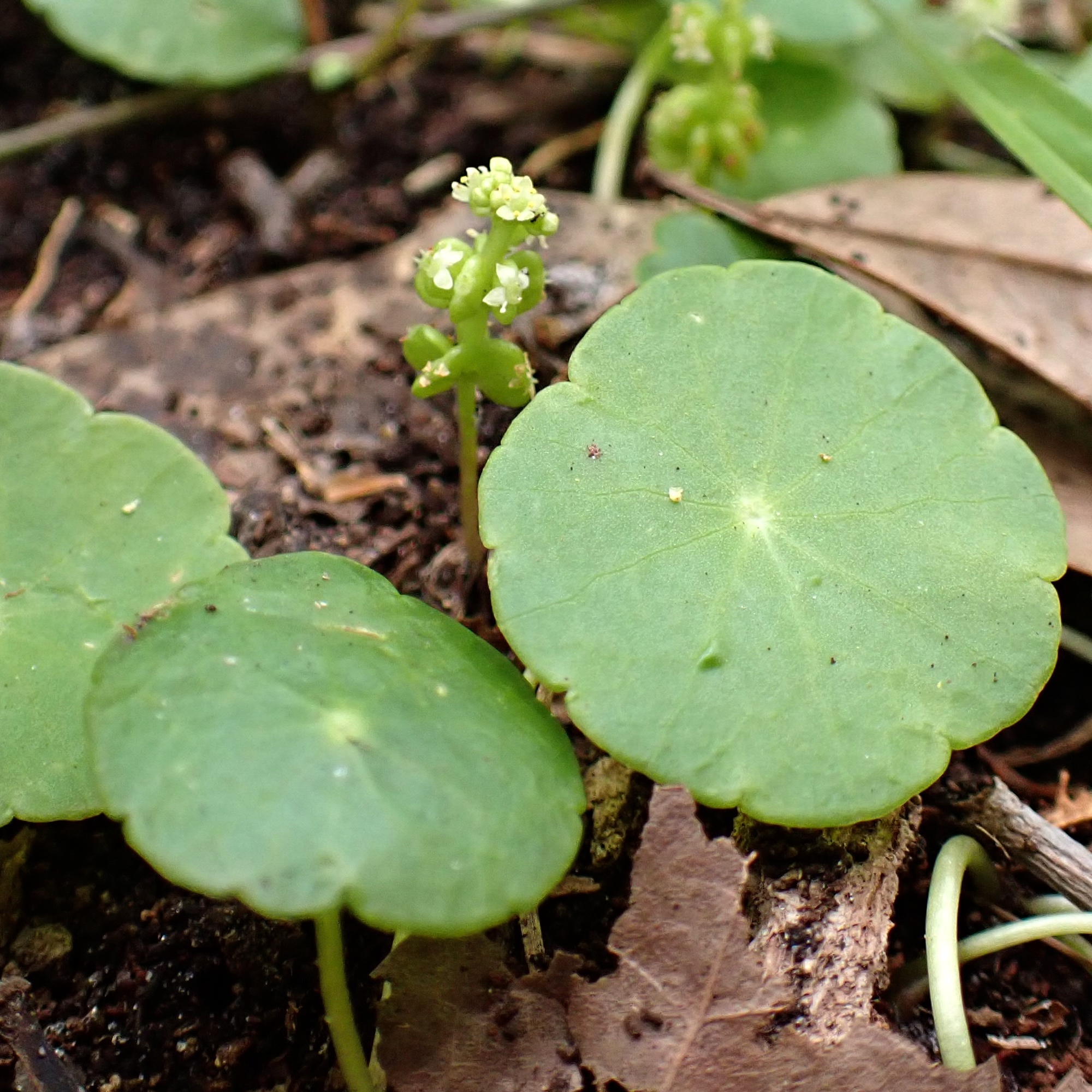 Whorled Marshpennywort (Hydrocotyle verticillata)