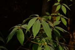 Actinodaphne hookeri