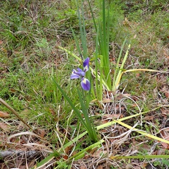 Iris savannarum, photograph (c) Stan Shebs, some rights reserved (CC BY-SA)