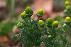 Pineapple-Weed - Photo (c) Andrea Kreuzhage, some rights reserved (CC BY-NC), uploaded by Andrea Kreuzhage