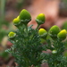 Pineapple-Weed - Photo (c) Andrea Kreuzhage, some rights reserved (CC BY-NC), uploaded by Andrea Kreuzhage