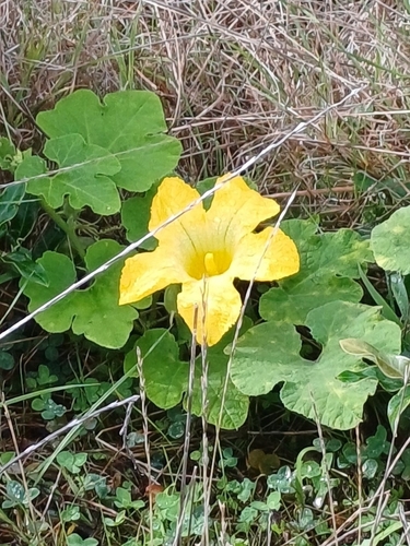 fig-leafed gourd (Cucurbita ficifolia)