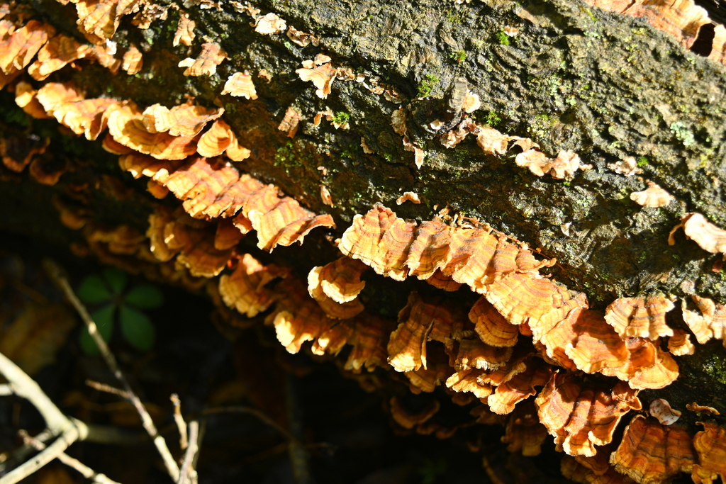 Stereum complicatum · April 2026 · photo: © merkertgrace (iNaturalist, cc-by)