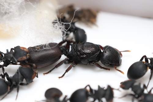 Cephalotes columbicus
