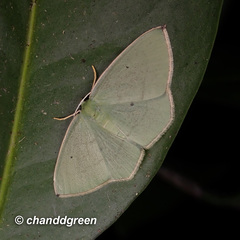 Pseudothalera carolinae