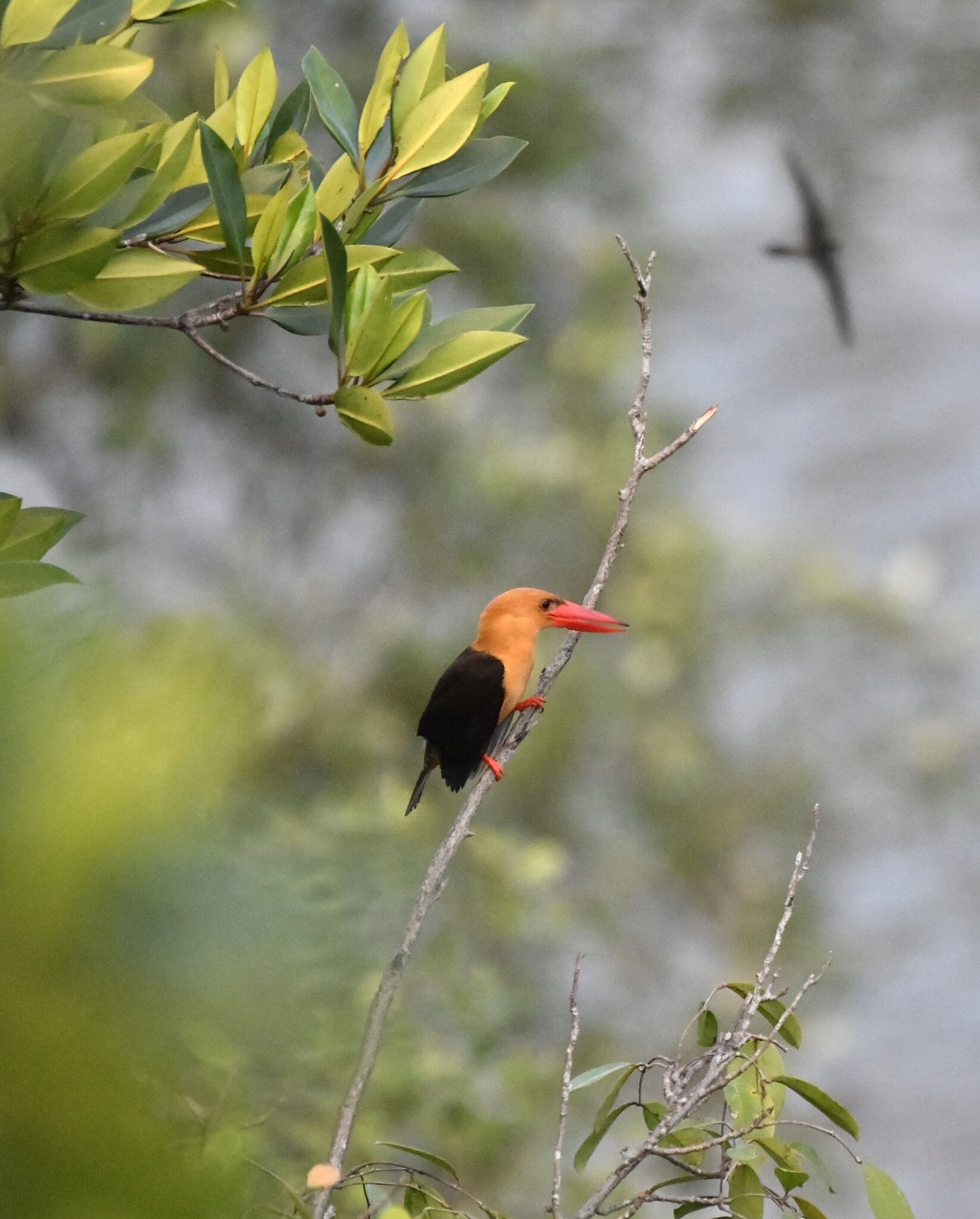 Brown-winged Kingfisher (Pelargopsis amauroptera), photo 2