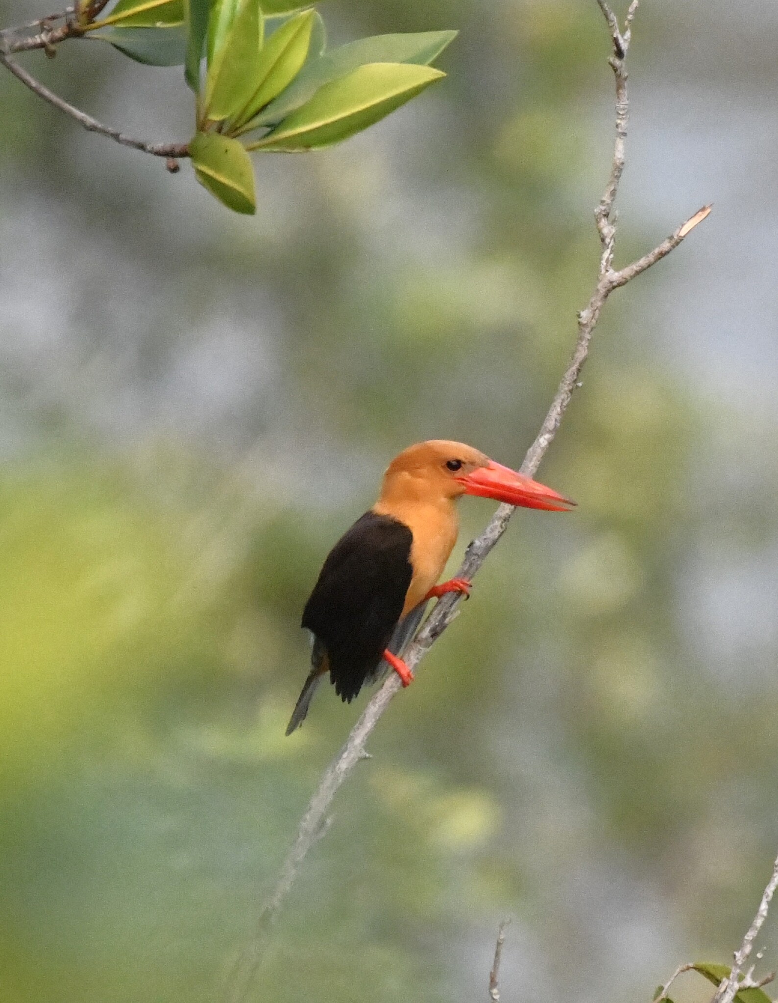 Brown-winged Kingfisher (Pelargopsis amauroptera), photo 3