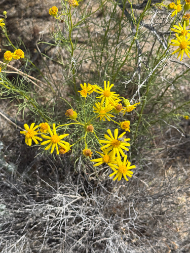 threadleaf groundsel (Senecio flaccidus)