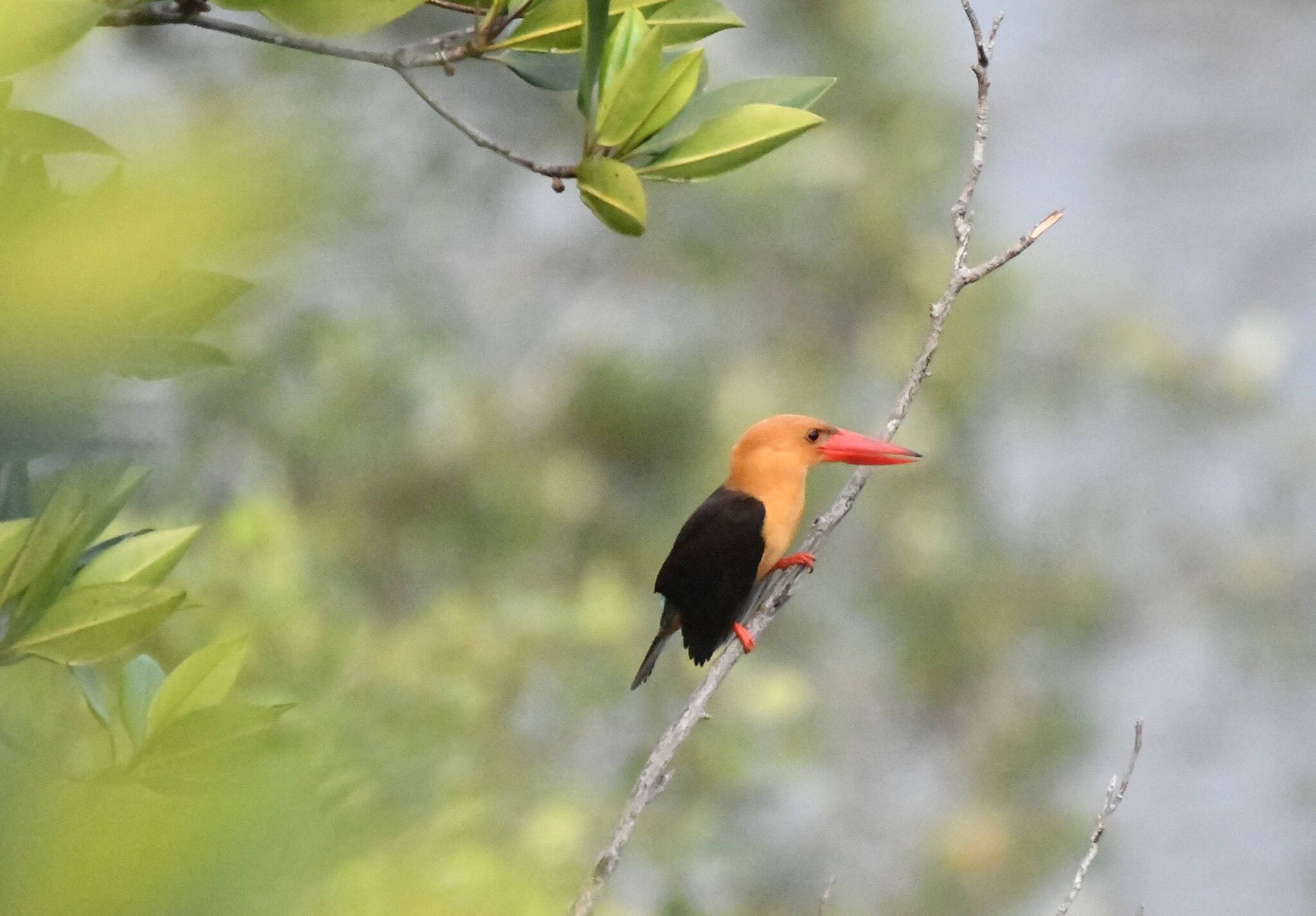 Brown-winged Kingfisher (Pelargopsis amauroptera), photo 8