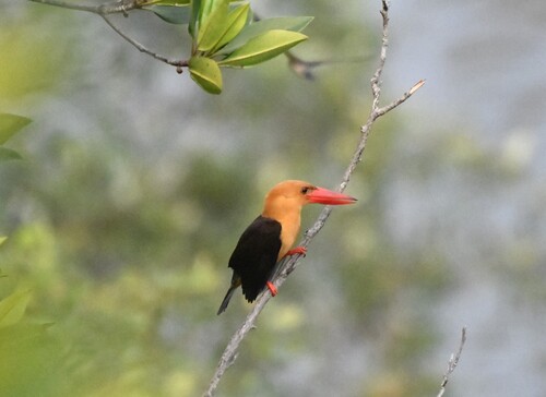 Brown-winged Kingfisher (Pelargopsis amauroptera), photo 9