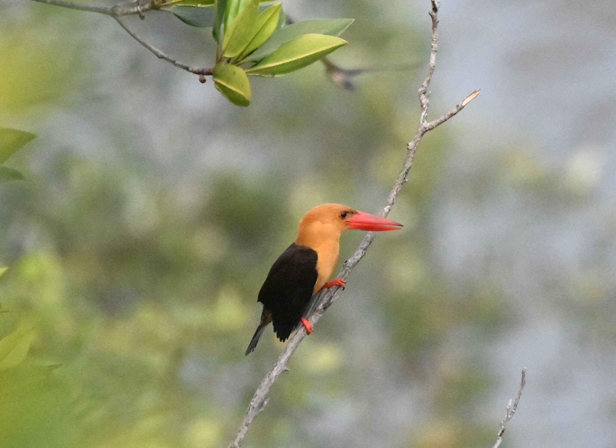 Brown-winged Kingfisher (Pelargopsis amauroptera), photo 9