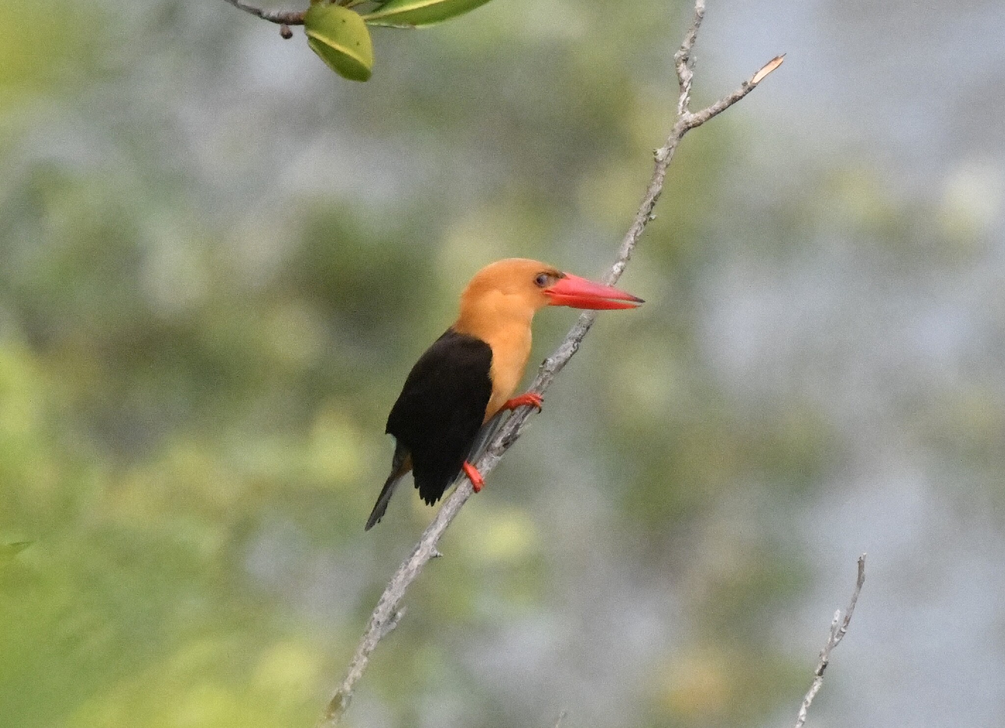 Brown-winged Kingfisher (Pelargopsis amauroptera), photo 10