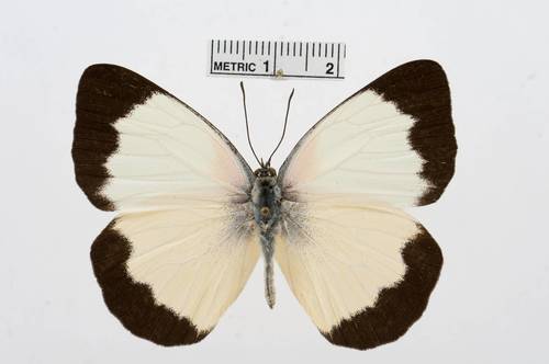 Belenois helcida