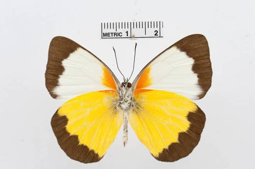 Belenois helcida