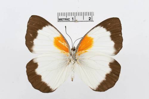 Belenois helcida