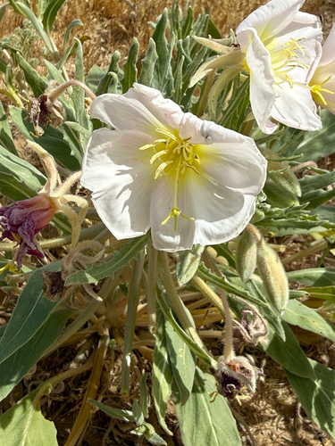 Oenothera deltoides, photograph 6