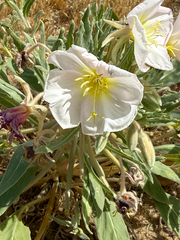 Oenothera deltoides, photograph (c) David LaMagna, some rights reserved (CC BY)