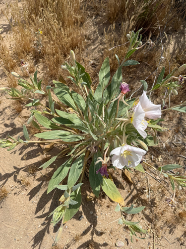 Birdcage Evening Primrose (Oenothera deltoides)