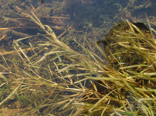 Potamogeton friesii Rupr.