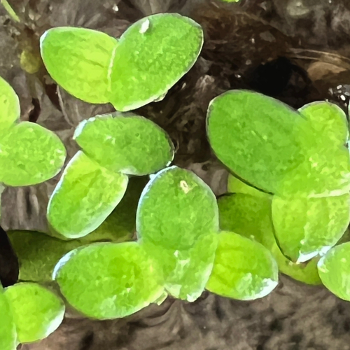 dotted duckweed (Landoltia punctata)