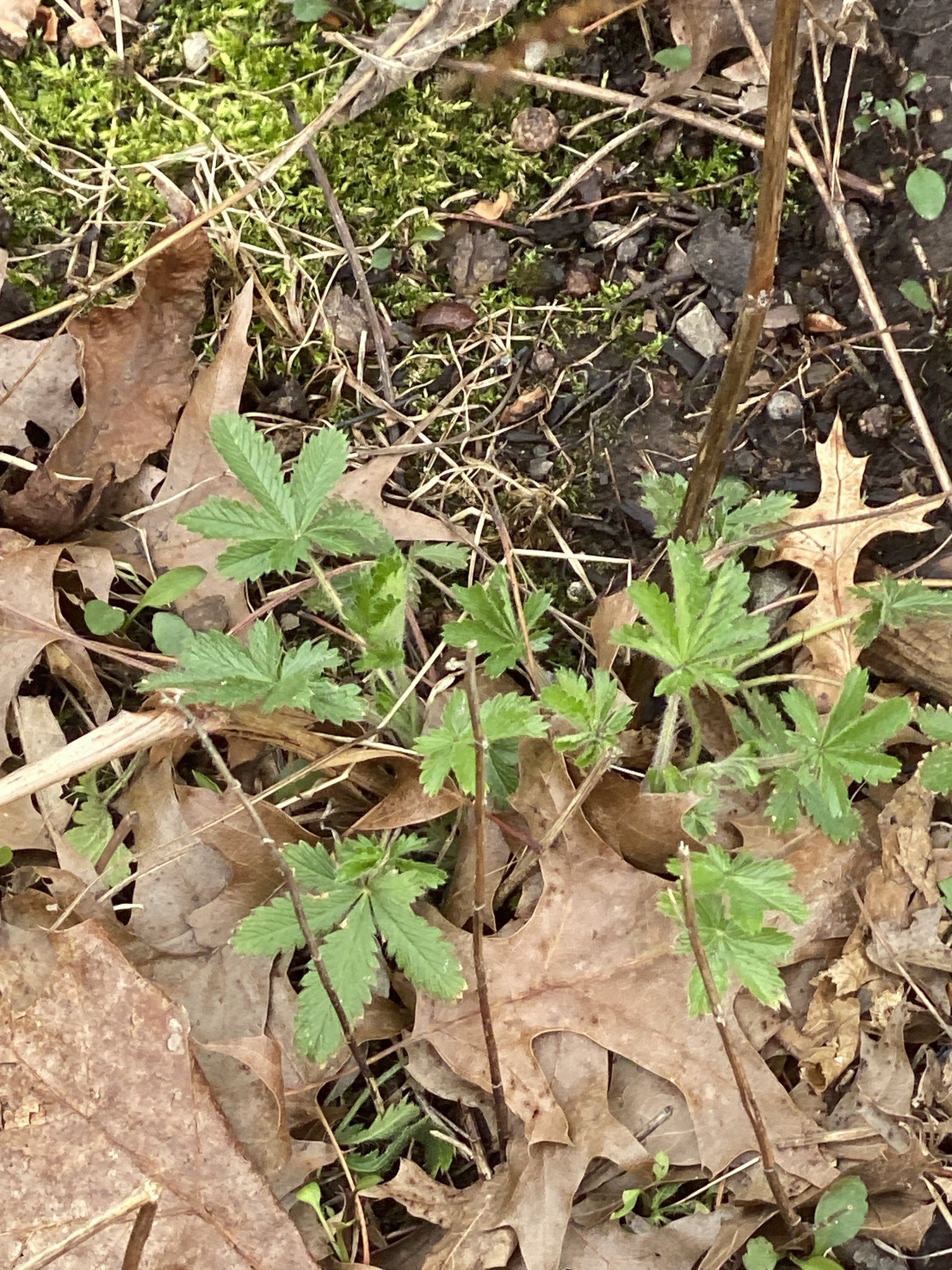 Sulphur Cinquefoil (Potentilla recta)