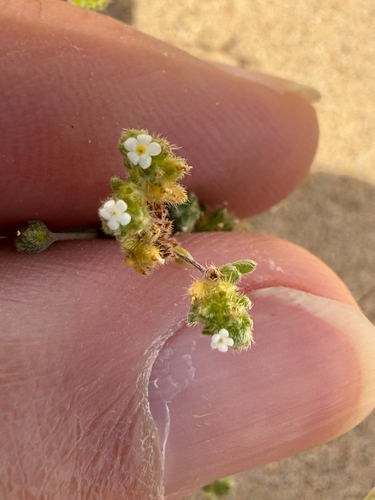 Redroot Cryptantha (Eremocarya micrantha)