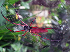 Nephila kuhli