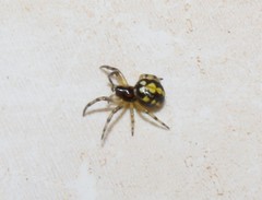 Steatoda albomaculata