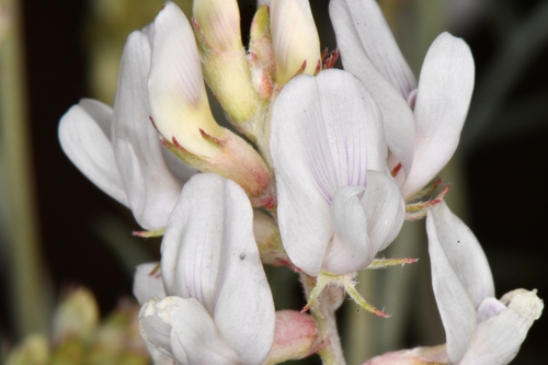 Yellow Milkvetch (Astragalus flavus)