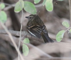 Cnemotriccus fuscatus