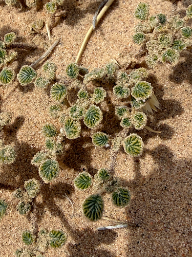 fan-leaved tiquilia (Tiquilia plicata)