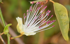 Capparis zeylanica