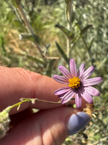 California Aster (Corethrogyne filaginifolia)